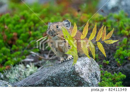 植物を咥えたエゾナキウサギ 植物を咥えたエゾナキウサギ 82411349