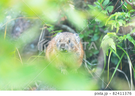 食事するエゾナキウサギ 82411376