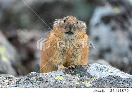 日向ぼっこするエゾナキウサギ 82411379