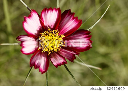 色鮮やかなコスモスの花 色鮮やかなコスモスの花 82411609