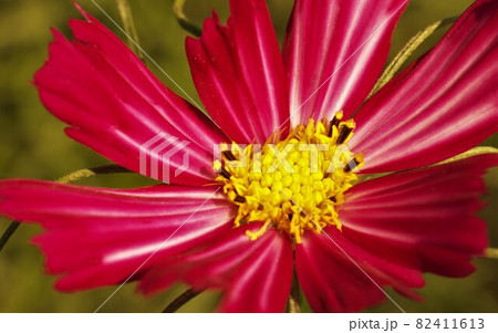 色鮮やかなコスモスの花 色鮮やかなコスモスの花 82411613