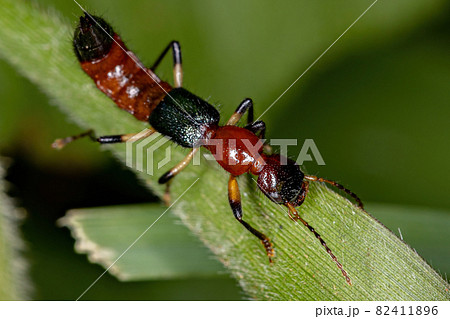 Adult Whiplash Beetle Adult Whiplash Beetle 82411896
