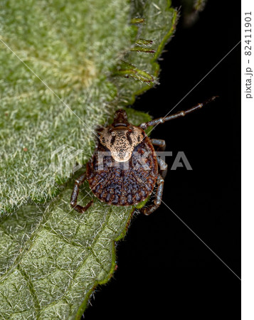 Female Adult Cayenne Tick Female Adult Cayenne Tick 82411901