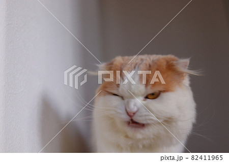 猫の変顔 猫の変顔 82411965