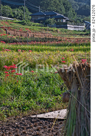 はぜ掛けの時期《秩父郡》 82412076