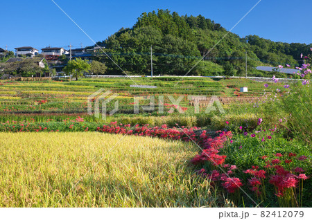青空と秋の棚田《秩父郡》 青空と秋の棚田《秩父郡》 82412079