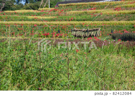 秋の棚田風景《秩父郡》 秋の棚田風景《秩父郡》 82412084