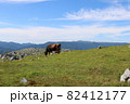 四国カルストと放牧されている牛 82412177