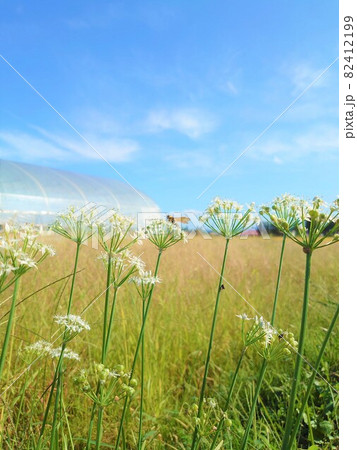 じいちゃんちの畑 じいちゃんちの畑 82412199