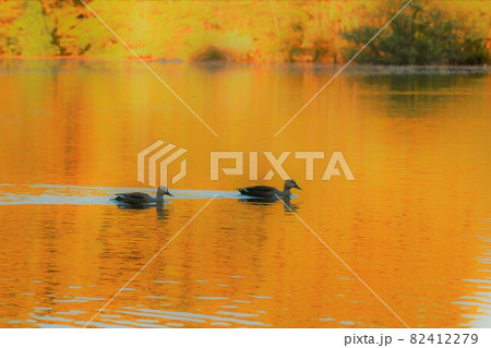 紅葉が映る湖に浮かぶカモのつがい 紅葉が映る湖に浮かぶカモのつがい 82412279