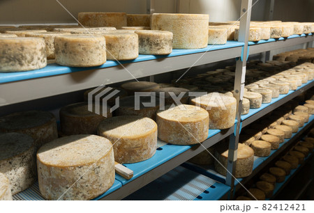 Wheels of sheep cheese on shelves in ripening room of cheese dairy Wheels of sheep cheese on shelves in ripening room of cheese dairy 82412421