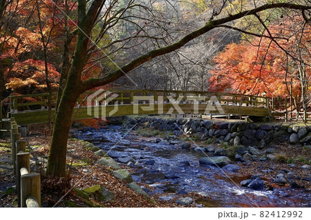 紅葉の木々と小中川にかかる源太橋 82412992