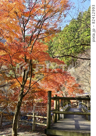 紅葉の木々と小中川にかかる源太橋 82412993