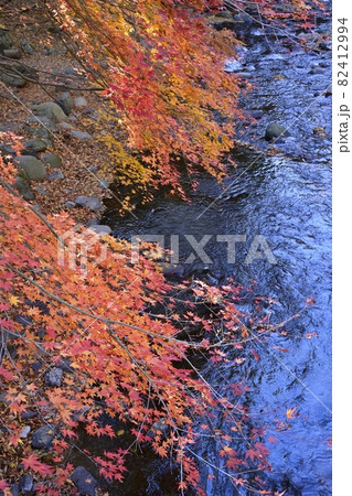 紅葉の木々と小中川 82412994