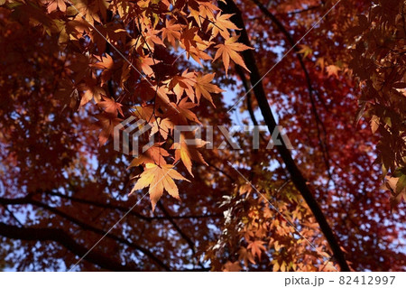 紅葉のモミジ 82412997