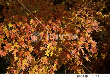 紅葉のモミジ 82412998