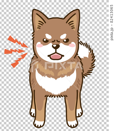 威嚇する四国犬 赤胡麻 のイラスト素材
