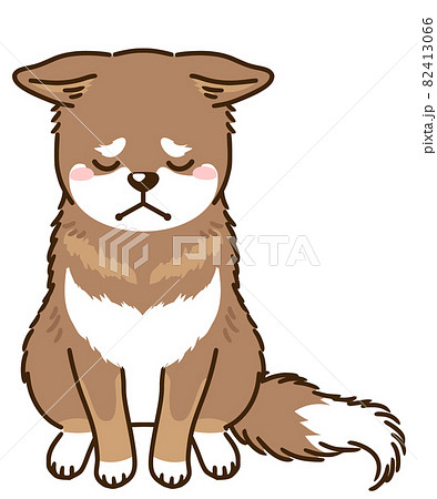 落ち込む四国犬(赤胡麻) 落ち込む四国犬(赤胡麻) 82413066