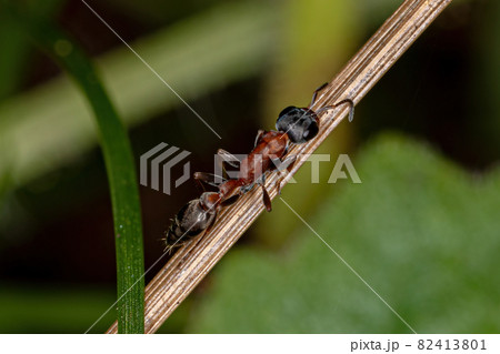 Adult Red Twig Ant Adult Red Twig Ant 82413801