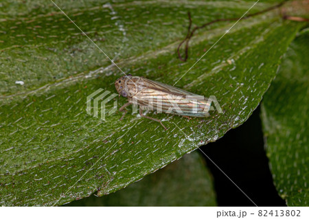 Adult Sharpshooter Insect Adult Sharpshooter Insect 82413802