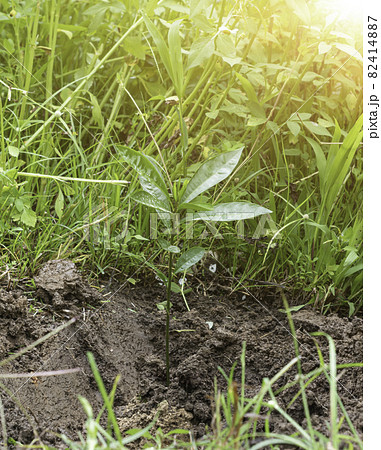 Planting young tree in garden - Beginning Of A New Life. Planting young tree in garden - Beginning Of A New Life. 82414887