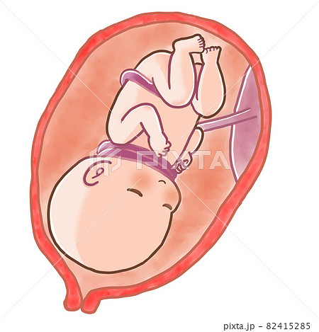 へその緒が首に巻きついている胎児のイラスト 穏やかな表情 のイラスト素材