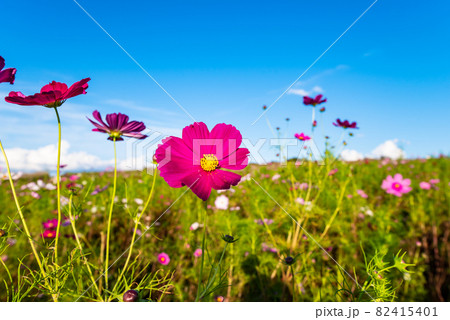秋空とコスモス（撮影・新潟県魚沼市上原コスモス園） 82415401