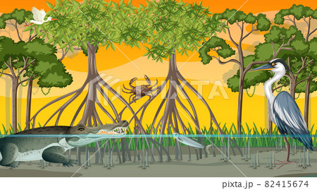 Animals live in Mangrove forest at sunset time scene Animals live in Mangrove forest at sunset time scene 82415674