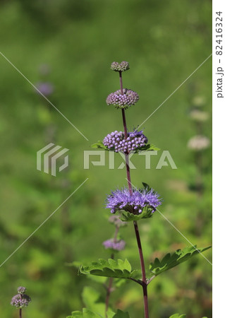 秋の庭に咲くダンギクの紫色の花 秋の庭に咲くダンギクの紫色の花 82416324