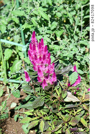 けいとうの花 82417098