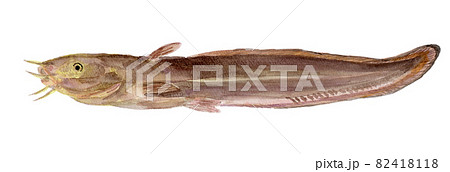 Plotosus japonicus ゴンズイの水彩イラスト 82418118