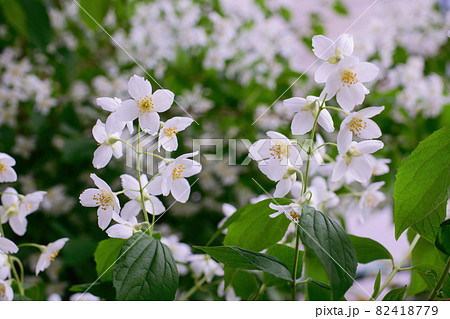 Twig with white jasmine flower in spring Twig with white jasmine flower in spring 82418779