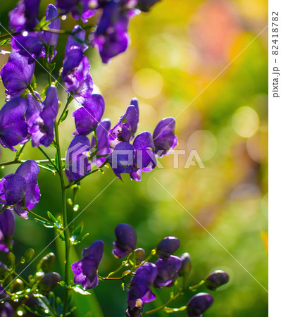 Flowers of an Akonite (Aconitum variegatum) Flowers of an Akonite (Aconitum variegatum) 82418782
