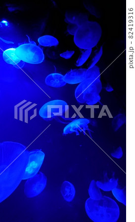 水族館くらげの群 水族館くらげの群 82419316