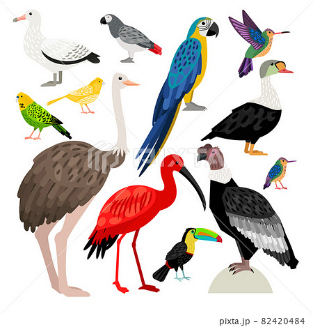 Big nice set of isolated cute vector birds 82420484