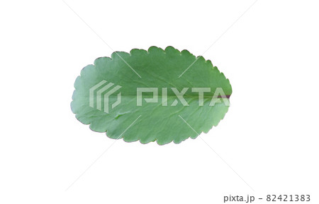 Kalanchoe pinnata leaf isolated on white background. 82421383