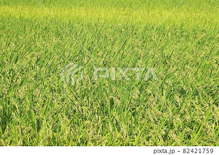 稲穂実る、荻ノ島環状かやぶき集落 稲穂実る、荻ノ島環状かやぶき集落 82421759