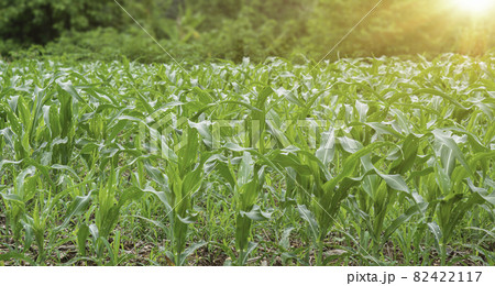 Maize seedling field at sunrise background. Agriculture countryside landscape. Maize seedling field at sunrise background. Agriculture countryside landscape. 82422117