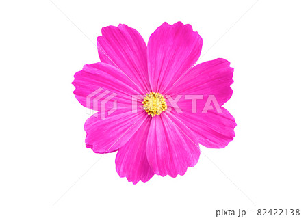 Pink Cosmos flower isolated on white background Pink Cosmos flower isolated on white background 82422138
