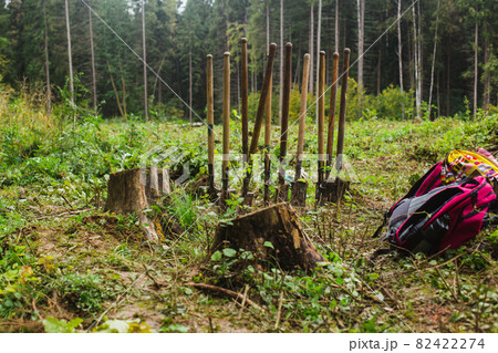 Planting trees in the forest. Dirty shovels stand in the forest waiting for work. Planting trees in the forest. Dirty shovels stand in the forest waiting for work. 82422274