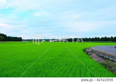 field rice in Tsukaba Ibaraki Japan 82422956