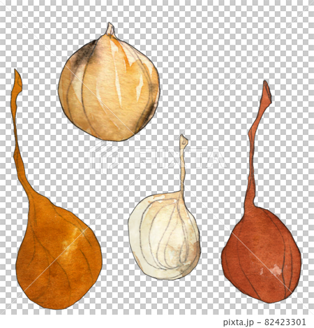 ふぞろい野菜のイラスト  玉ねぎ  透明水彩 82423301