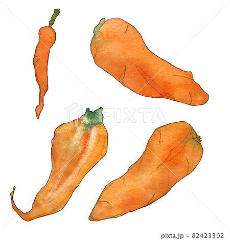 ふぞろい野菜のイラスト  人参  透明水彩 82423302