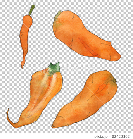 ふぞろい野菜のイラスト  人参  透明水彩 82423302