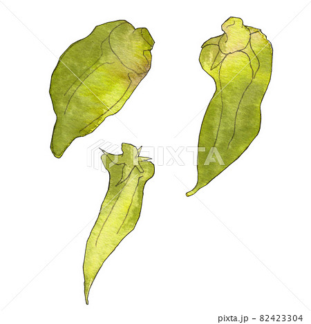 ふぞろい野菜のイラスト  オクラ  透明水彩 82423304