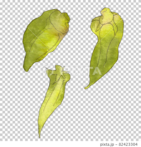 ふぞろい野菜のイラスト  オクラ  透明水彩 82423304