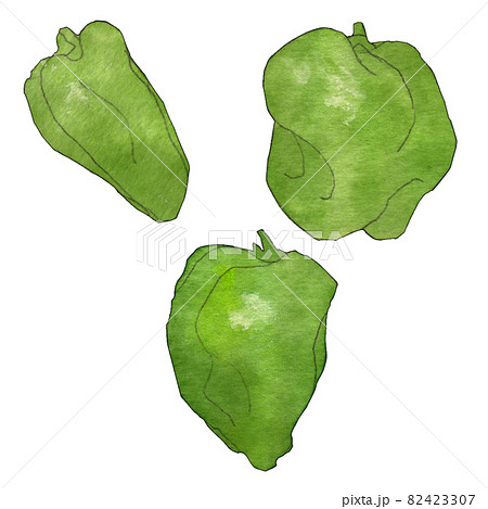 ふぞろい野菜のイラスト  ピーマン  透明水彩 82423307