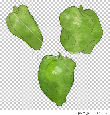 ふぞろい野菜のイラスト  ピーマン  透明水彩 82423307