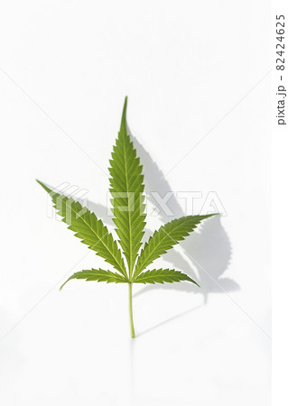 Marijuana plant on isolated background Marijuana plant on isolated background 82424625