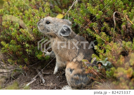大雪山のエゾナキウサギ 82425337